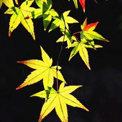 苍穹情缘手游下载